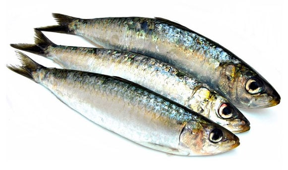 Sardine ( kilo) – Buyamsalam